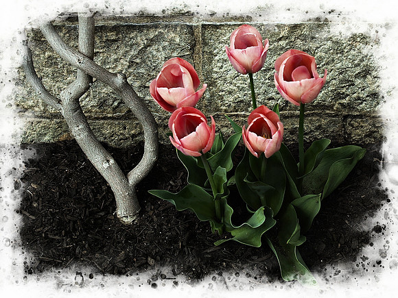 Peach Tulips