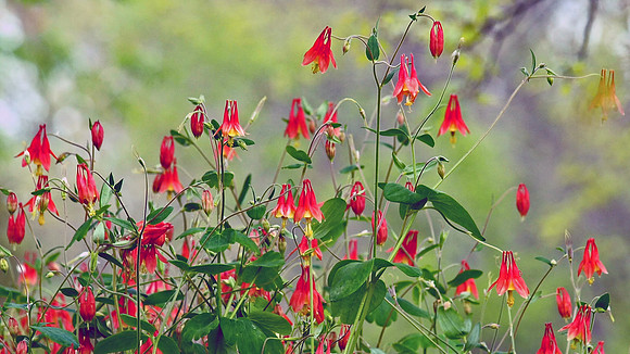 Wild Red Columbine