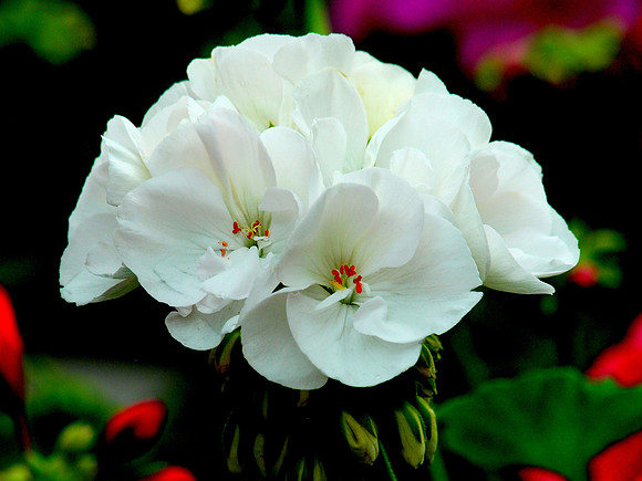 White Geranium (Artistic)