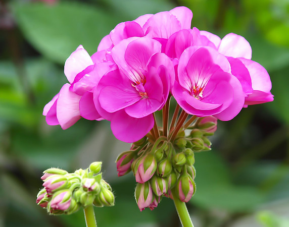 Pink Geranium