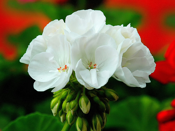 White Geranium