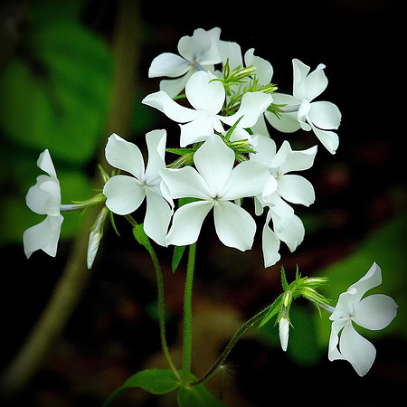 White Forest Phlox