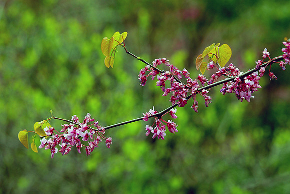 Eastern Redbud ‘Judas Tree'