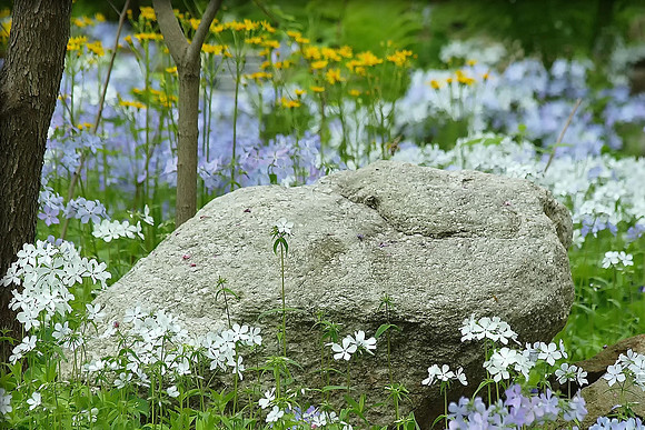 White Wildflowers in the Woods