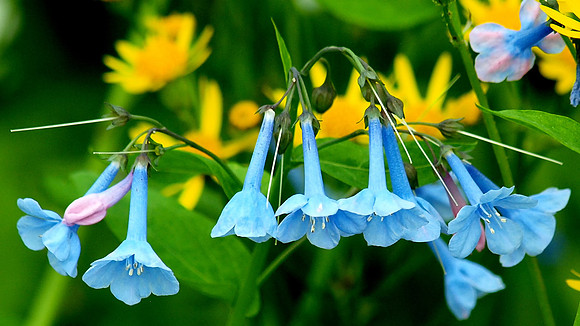 Garden Bluebells