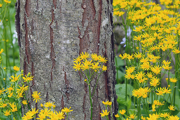 Golden Ragwort