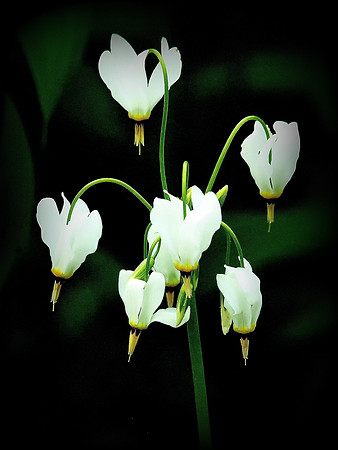 White Shooting Stars  (Dodecatheon meadia)