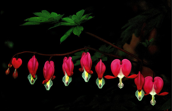 Bleeding Hearts on Black Background