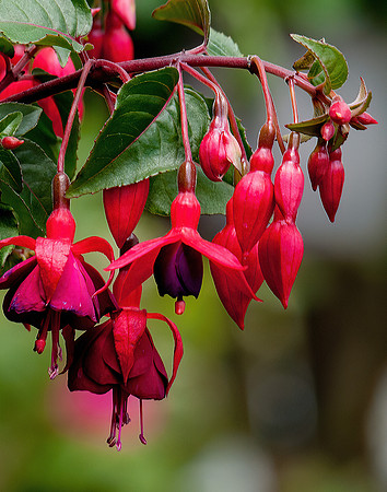 Fuchsia Buds and Blossoms (Portrait)