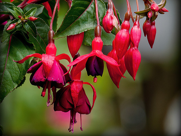 Fuchsia Buds and Blossoms (Landscape)
