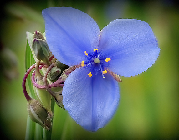 Blue Spiderwort Blossom