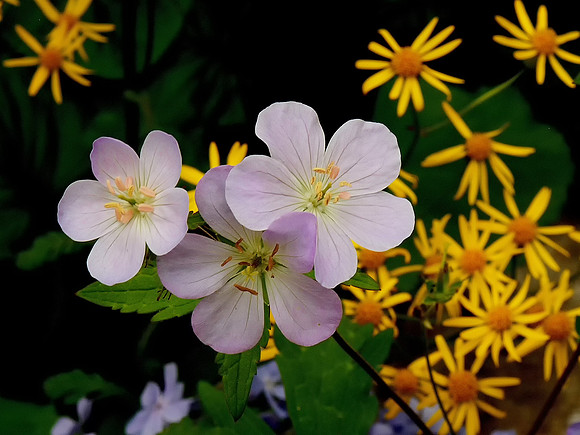 Wild Pink Geraniums and Ragwort