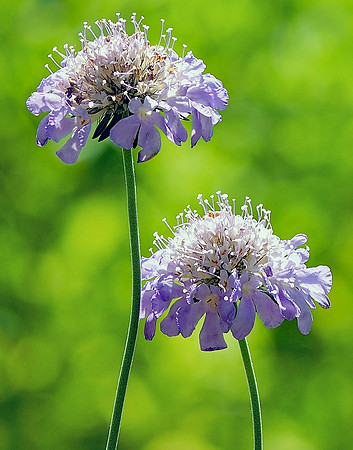 Widow Flower