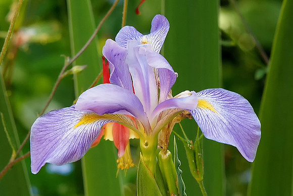 Purple Iris