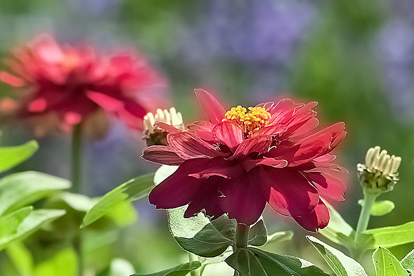 Red Zinnia