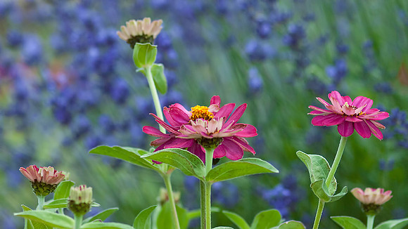 Blossoming Pink Zinnias