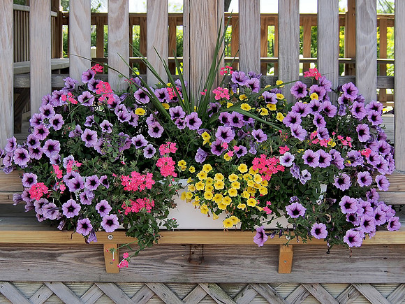 Flower Box of Colorful Petunias