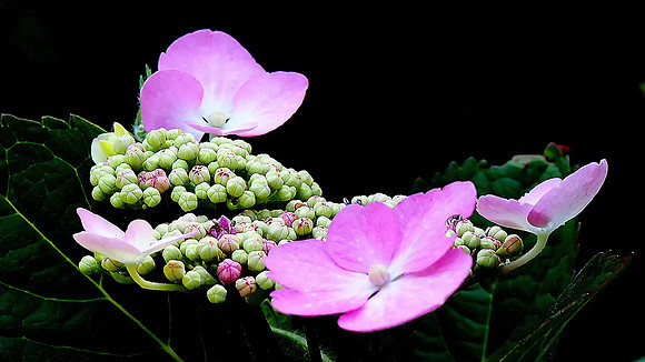 Pink Hydrangea Buds and Blossoms
