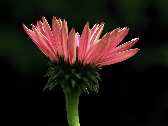 Pink Daisy