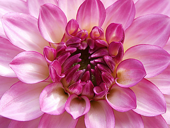 Pink Dahlia (Landscape)