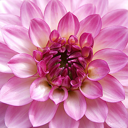 Pink Dahlia (Square)