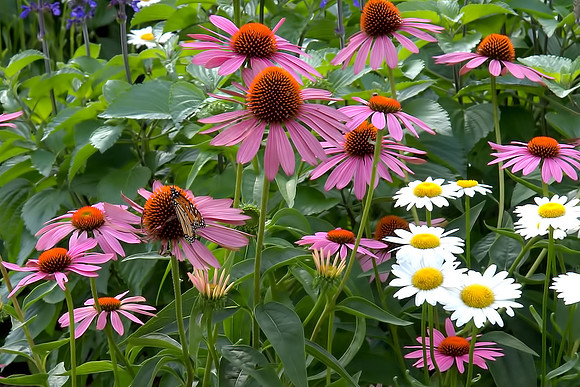 Daisies and Coneflowers