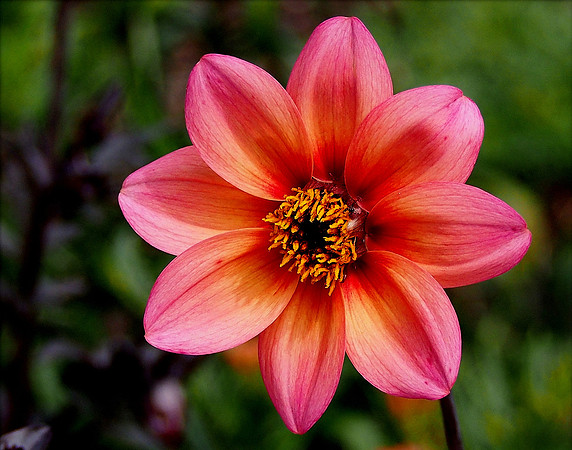 Pink Garden Dahlia