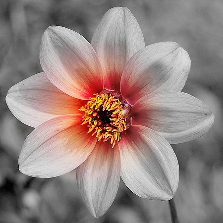 Dahlia | B/W with Splash of Color