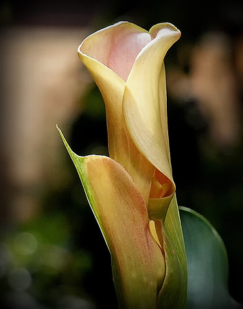 Cala Lily