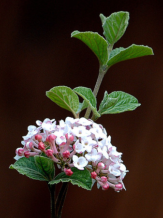 Arrowwood Bouquet