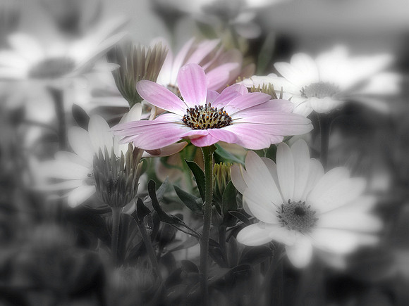 Daisy | B/W with Splash of Color (Landscape)