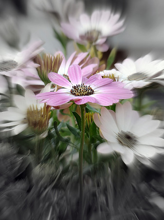 Daisy | B/W with Splash of Color (Portrait)