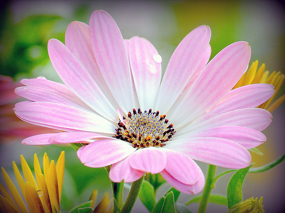 Pink and White Daisy