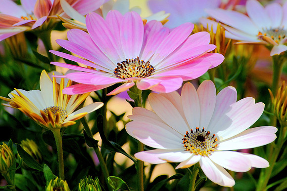 Colorful Daisy Field