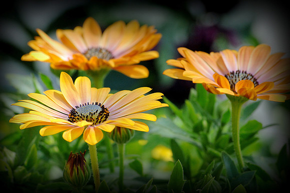 Trio of Cape Daisies