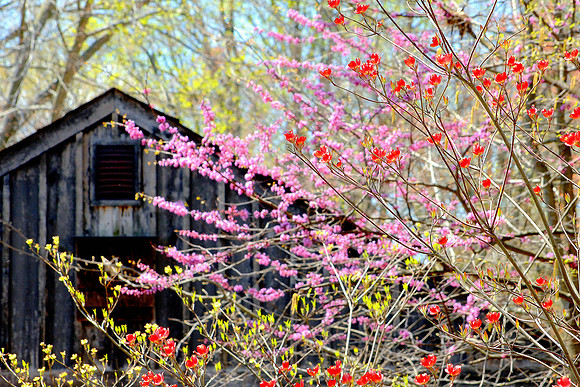 Spring has Sprung