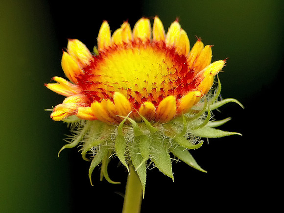 Blanket Flower