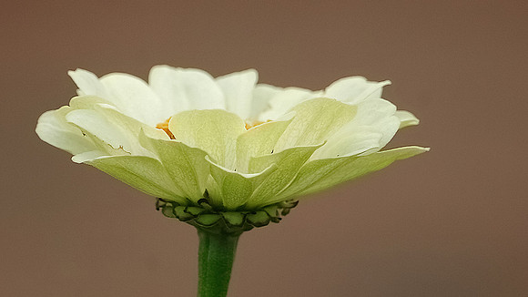 White Zinnia
