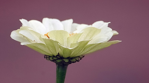 Single White Zinnia