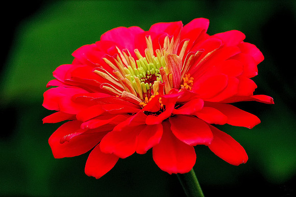 Red Zinnia