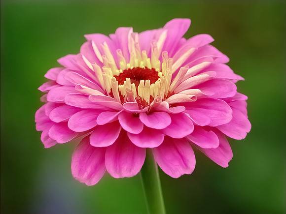 Pink Zinnia