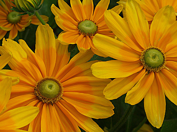 Yellow/Orange Black-Eyed Susan ‘Prairie Sun’