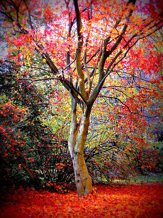 Never See a Poem Lovely as a Tree