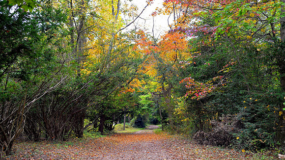 Tamanend Park Path