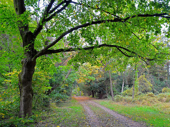 Hiking Trail through Tamanend Park