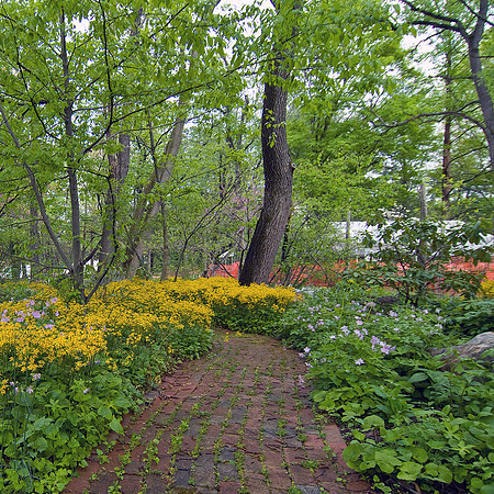 Flowered Path in Woods