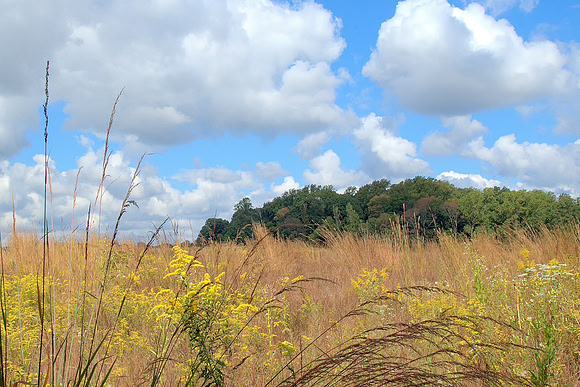 Field of Indian Grass