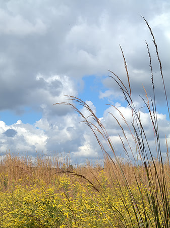 Golden Meadow against Blue Sky
