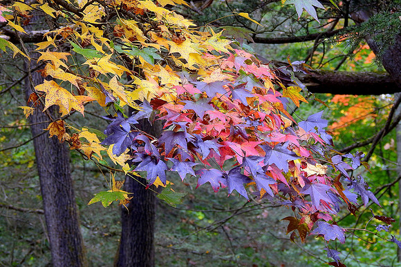 The Beauty of Autumn Colors