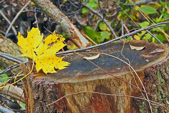 Simply Autumn